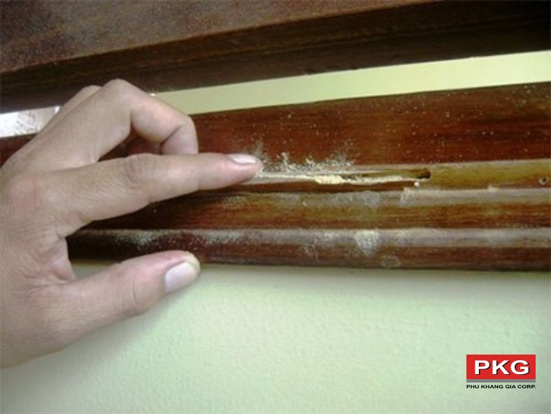 Phào chỉ bị mối mọt